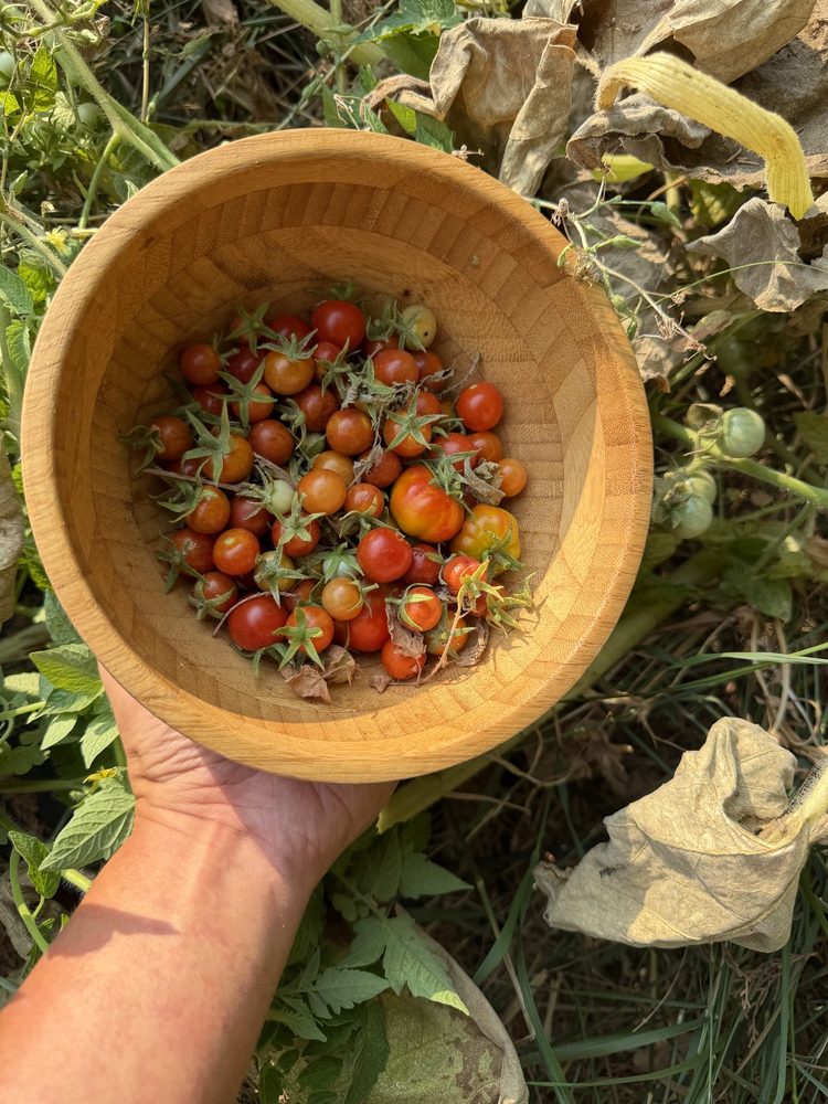 自家种的小番茄